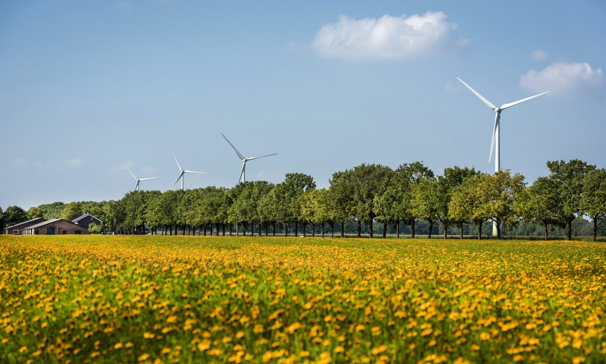 Windmolens in bloemenveld