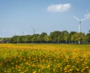 Windmolens in bloemenveld